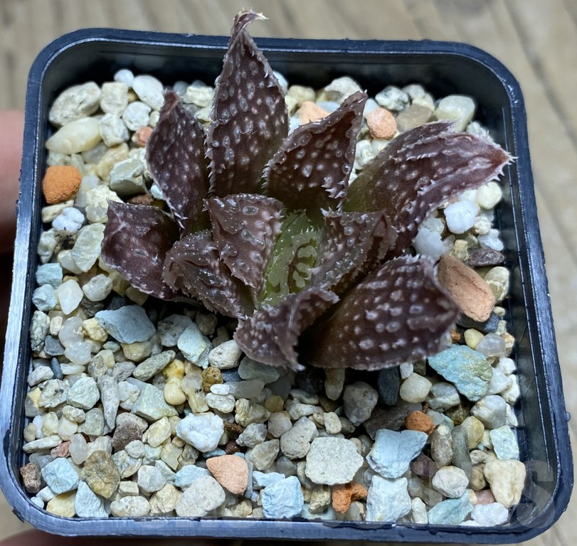 VVG27328 Haworthia 'Hakuteijyo' x 'Black Major' F2 - Image 2