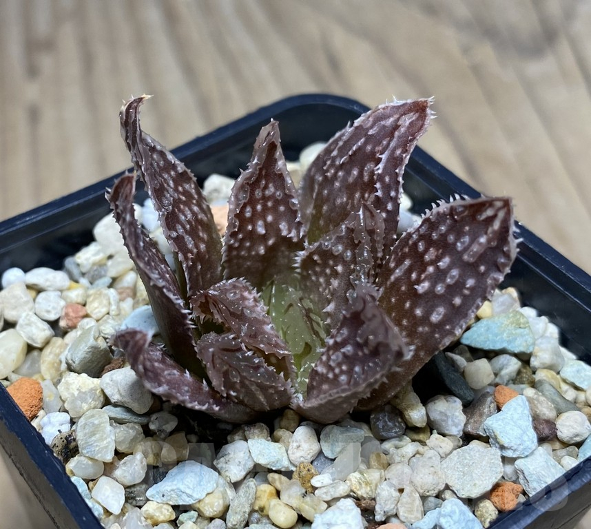 VVG27328 Haworthia 'Hakuteijyo' x 'Black Major' F2 - Image 3
