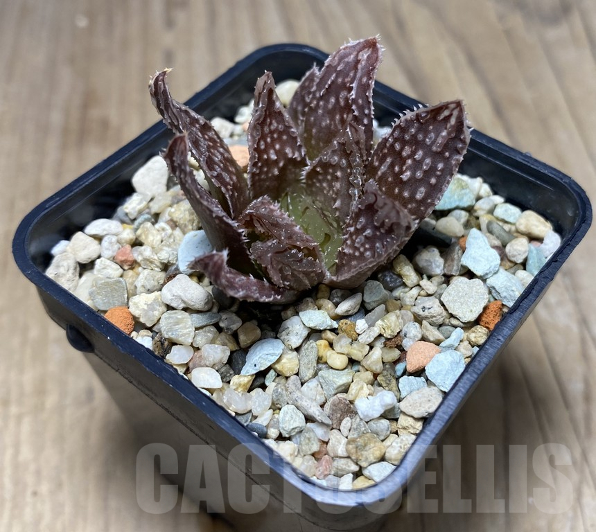 VVG27328 Haworthia 'Hakuteijyo' x 'Black Major' F2 - Image 4