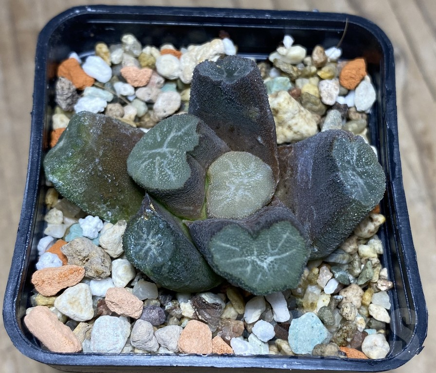VVG27331 Haworthia maughanii VVG10 - Image 3