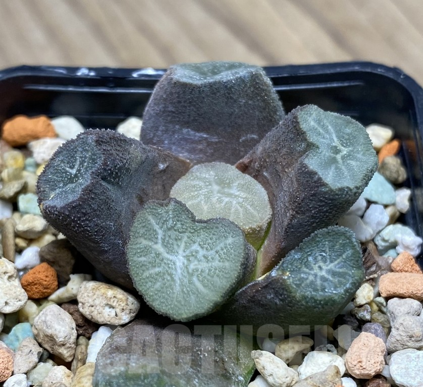 VVG27331 Haworthia maughanii VVG10 - Image 2
