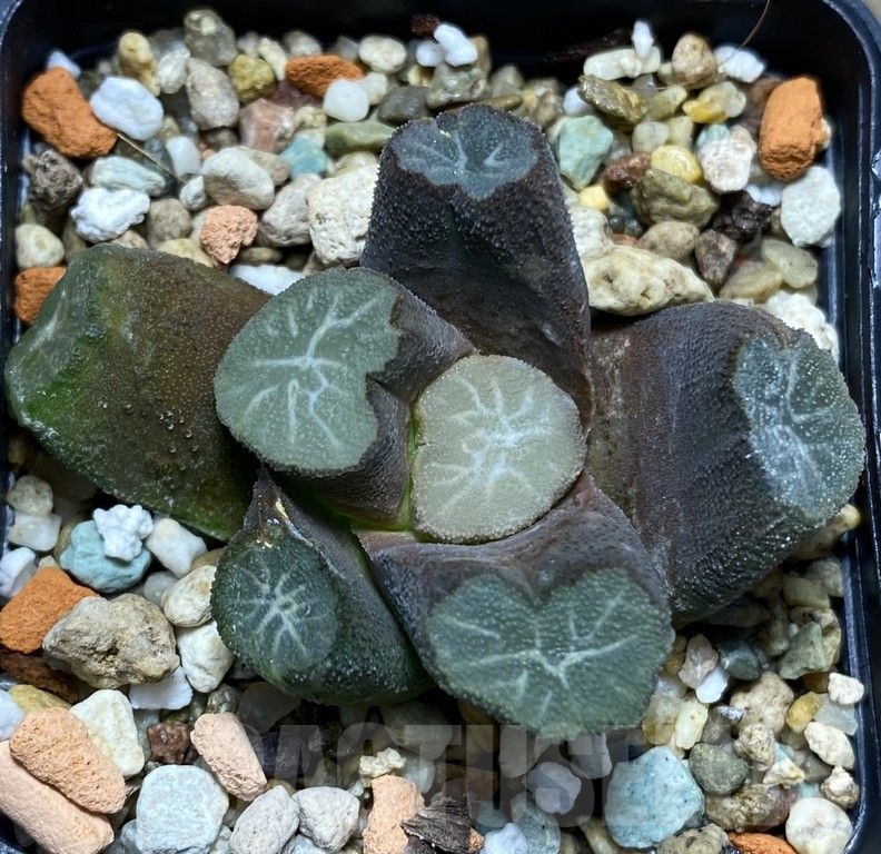 VVG27331 Haworthia maughanii VVG10