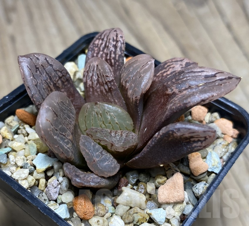 VVG27332 Haworthia VVG3 x VVG2