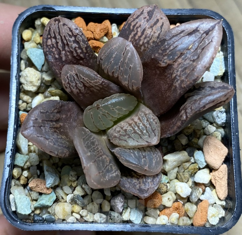 VVG27332 Haworthia VVG3 x VVG2 - 画像 (2)