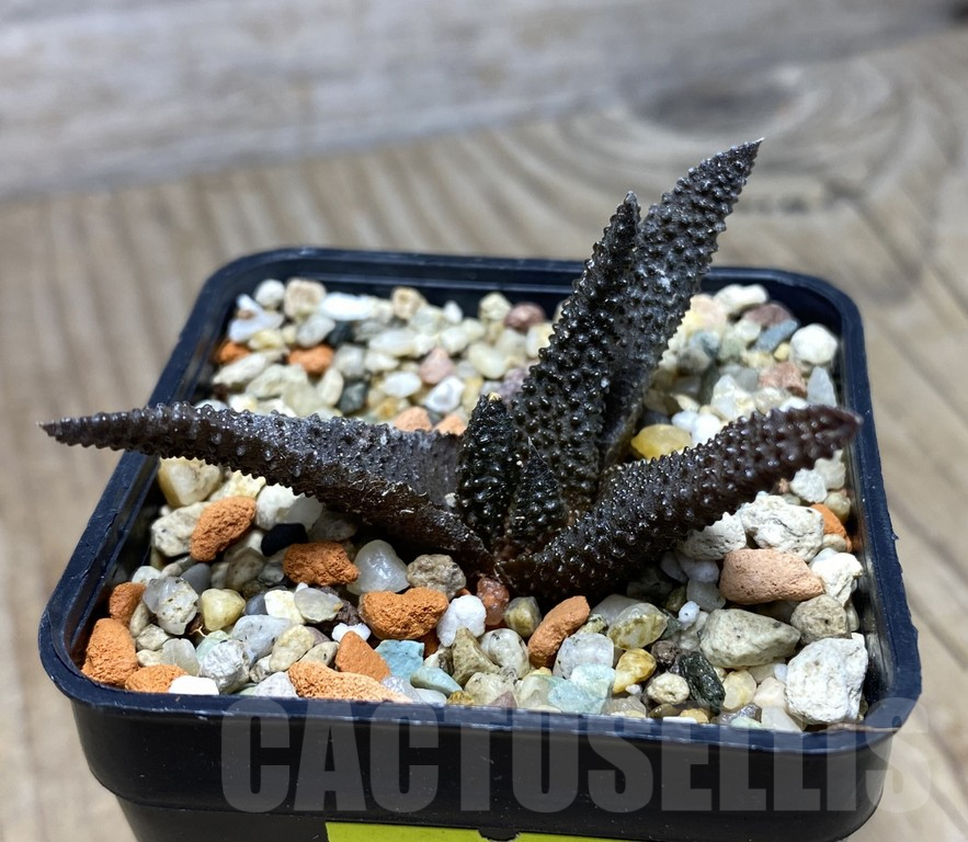 VVG27334 Haworthia scabra