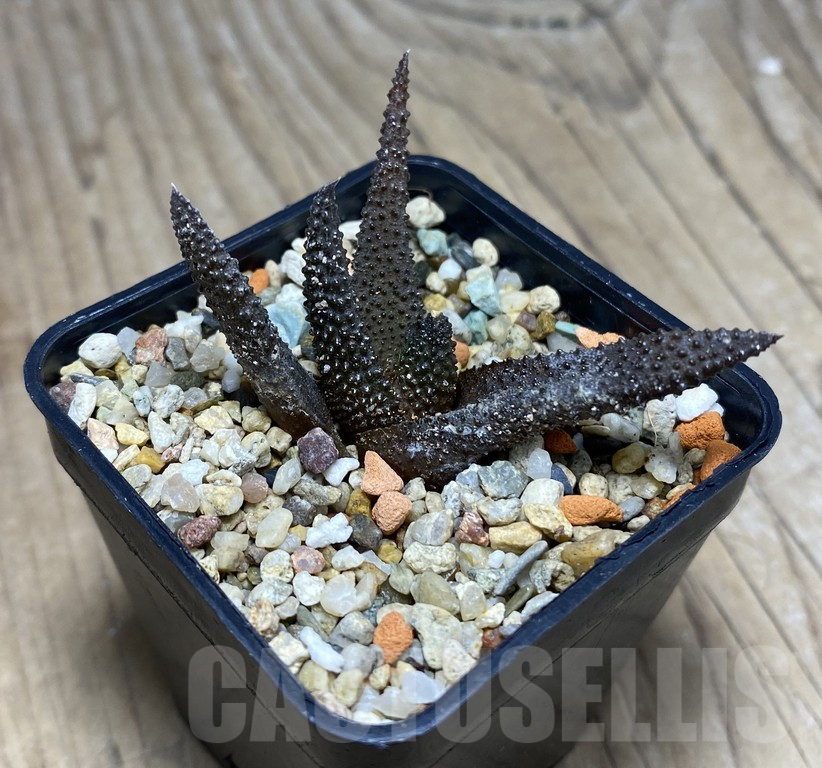 VVG27334 Haworthia scabra - Image 2