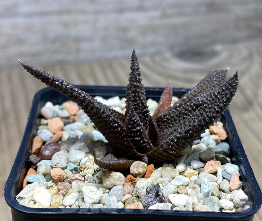 VVG27335 Haworthia scabra