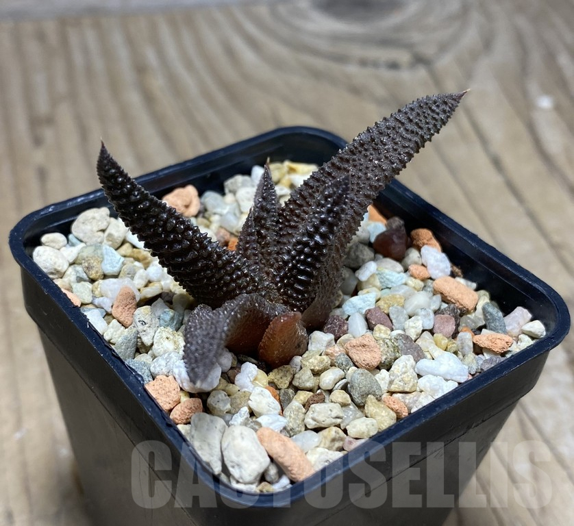 VVG27335 Haworthia scabra - 画像 (2)