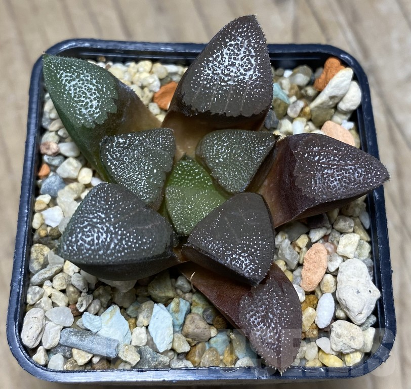 VVG27337 Haworthia bayeri -Kammanassie Dam-