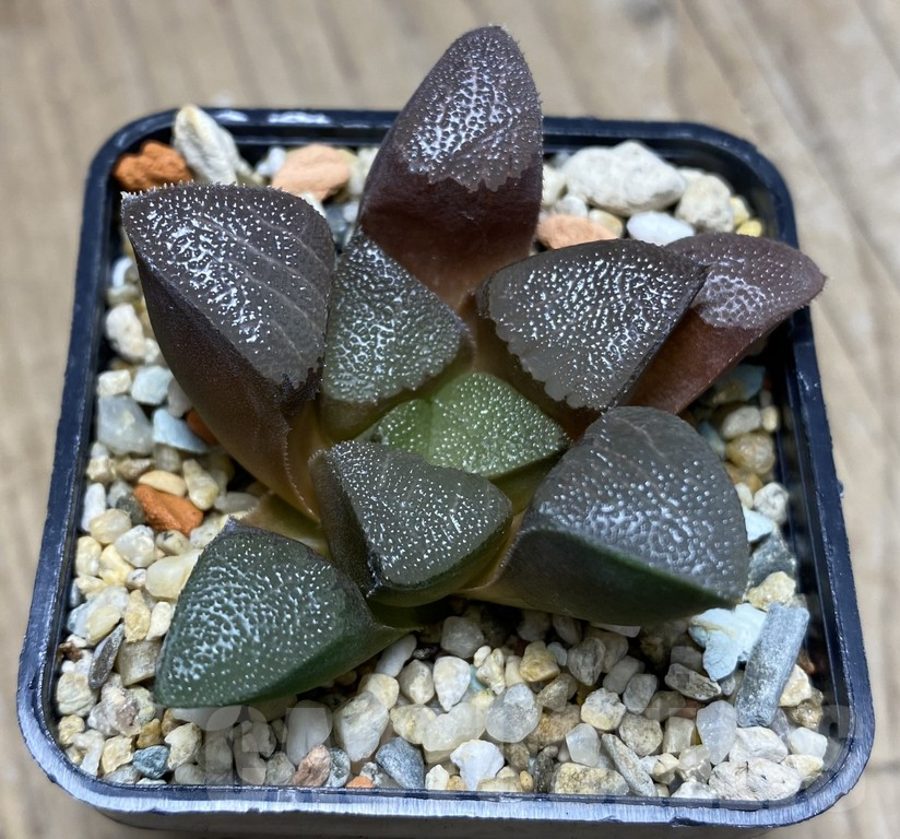 VVG27337 Haworthia bayeri -Kammanassie Dam- - 画像 (2)