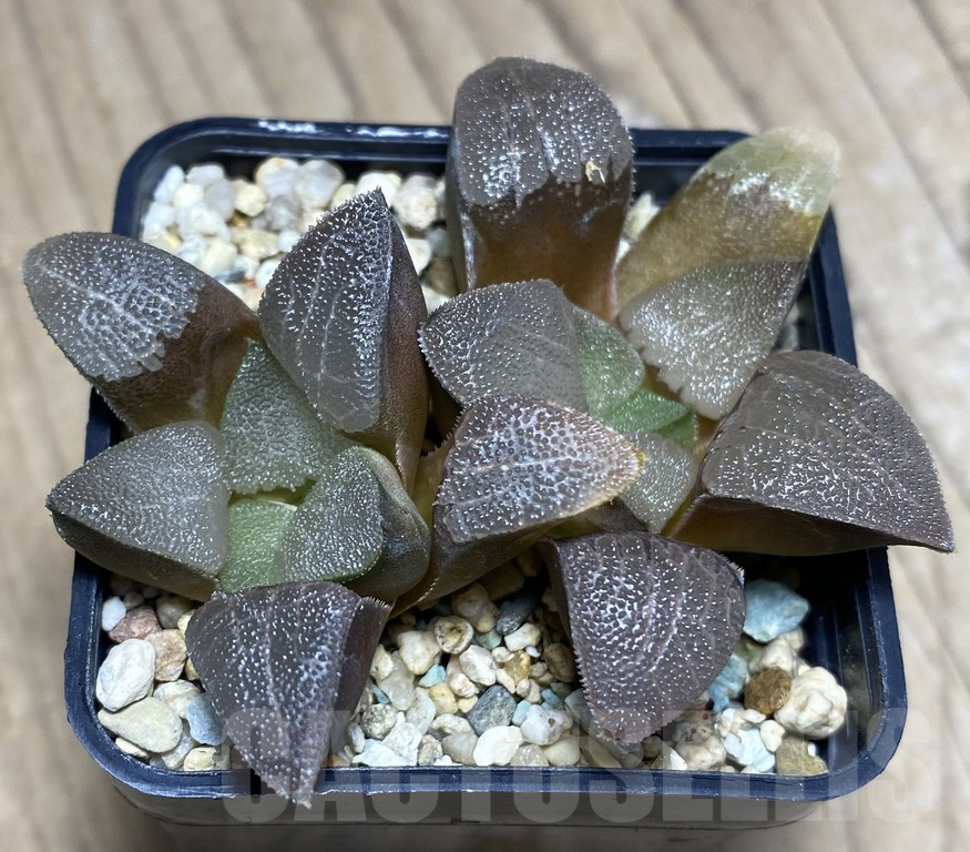 VVG27338 Haworthia bayeri -Kammanassie Dam- 2 plants - 画像 (2)