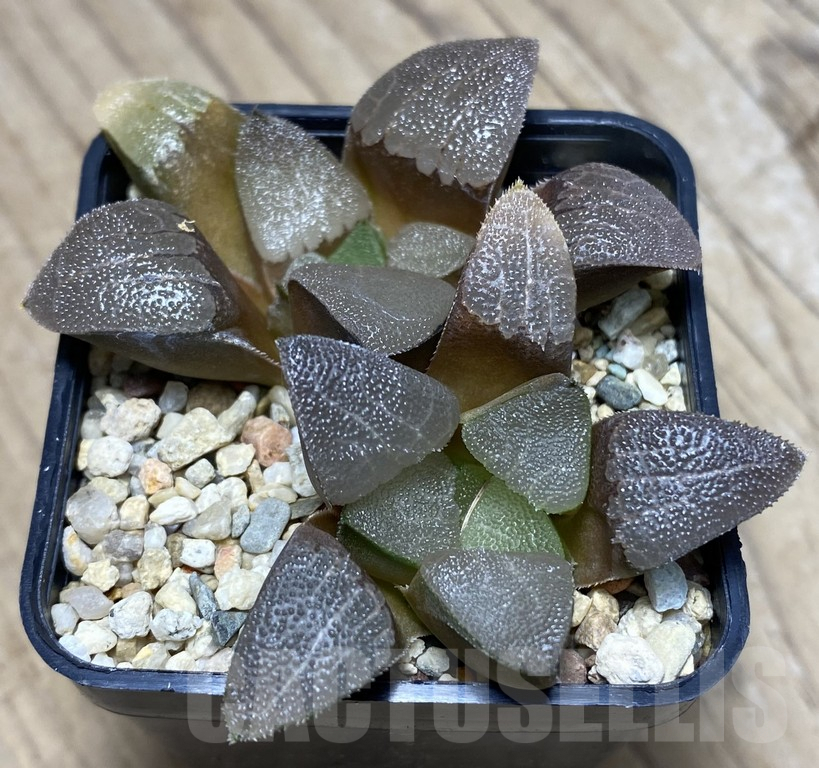 VVG27338 Haworthia bayeri -Kammanassie Dam- 2 plants
