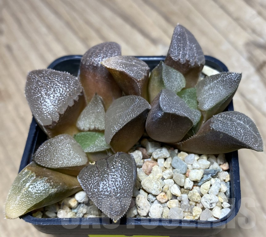 VVG27338 Haworthia bayeri -Kammanassie Dam- 2 plants - 画像 (3)
