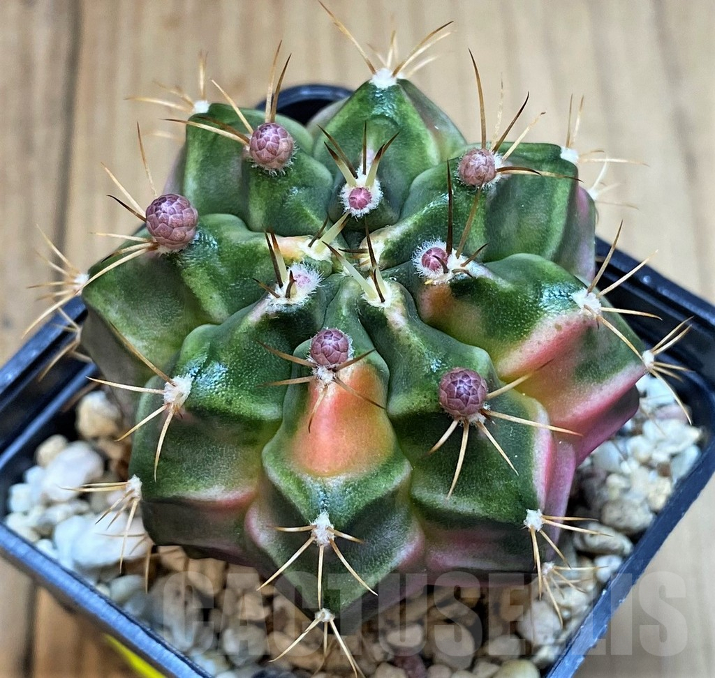 SH3442 Gymnocalycium mihanovichii 'Pastel Heart' - Image 2