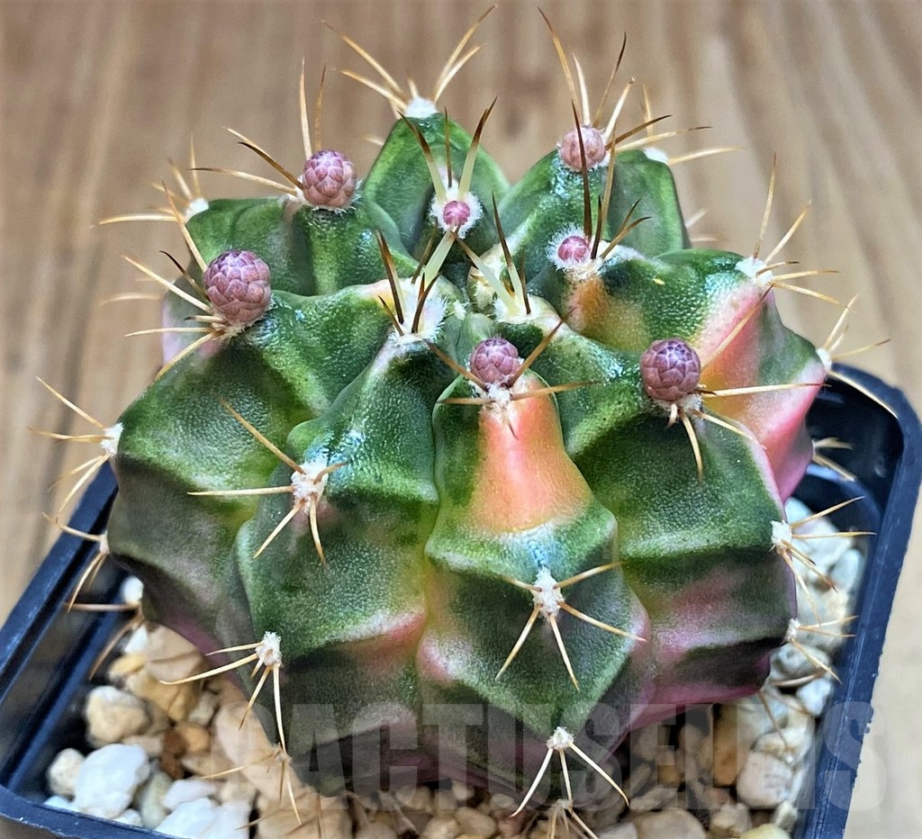 SH3442 Gymnocalycium mihanovichii 'Pastel Heart'