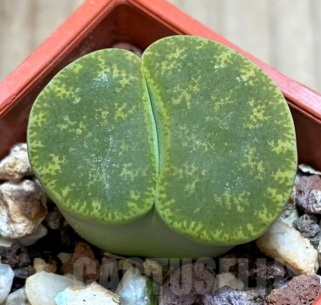 SH4409 Lithops lesliei v. albinica C 036A