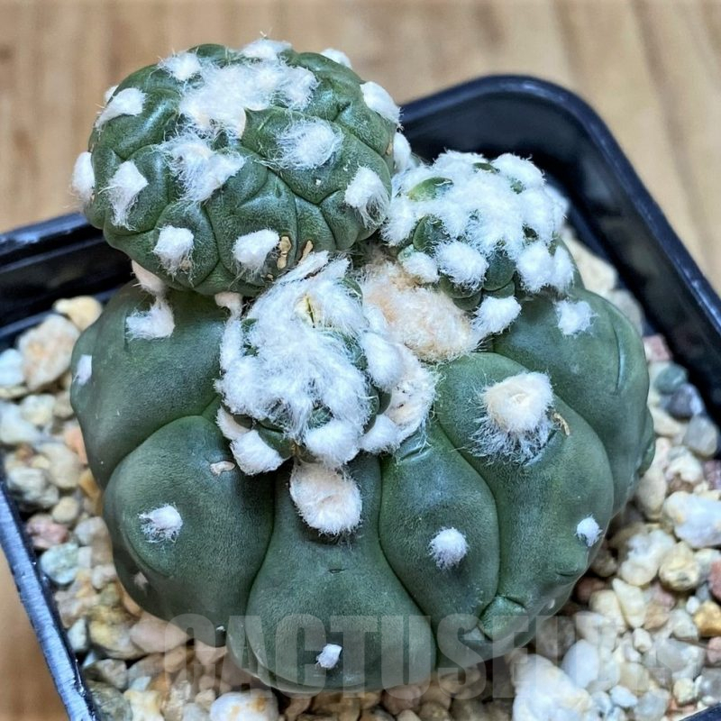 SH3343 Astrophytum asterias ‘Kikko Lizard Skin’