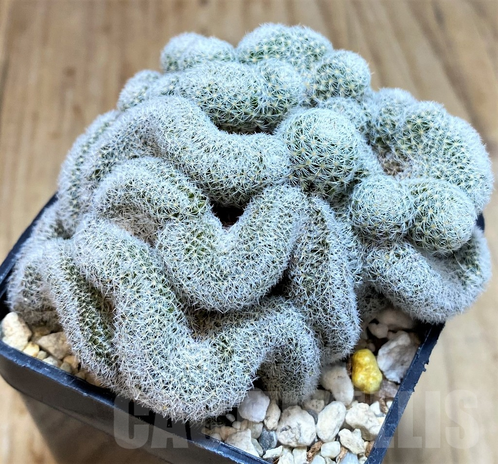 SH3344 Mammillaria geminispina f. cristata