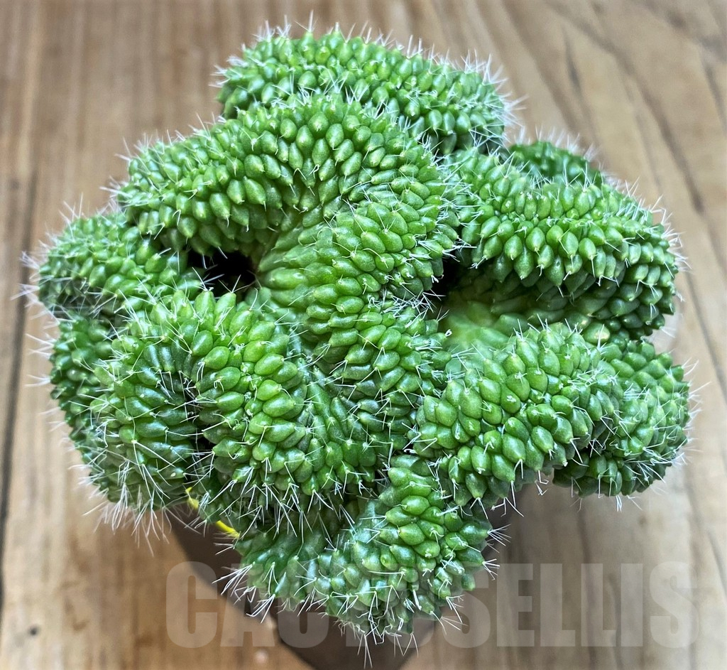 SH3348 Mammillaria bucareliensis f. cristata - Image 2