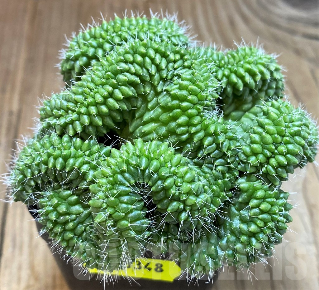 SH3348 Mammillaria bucareliensis f. cristata