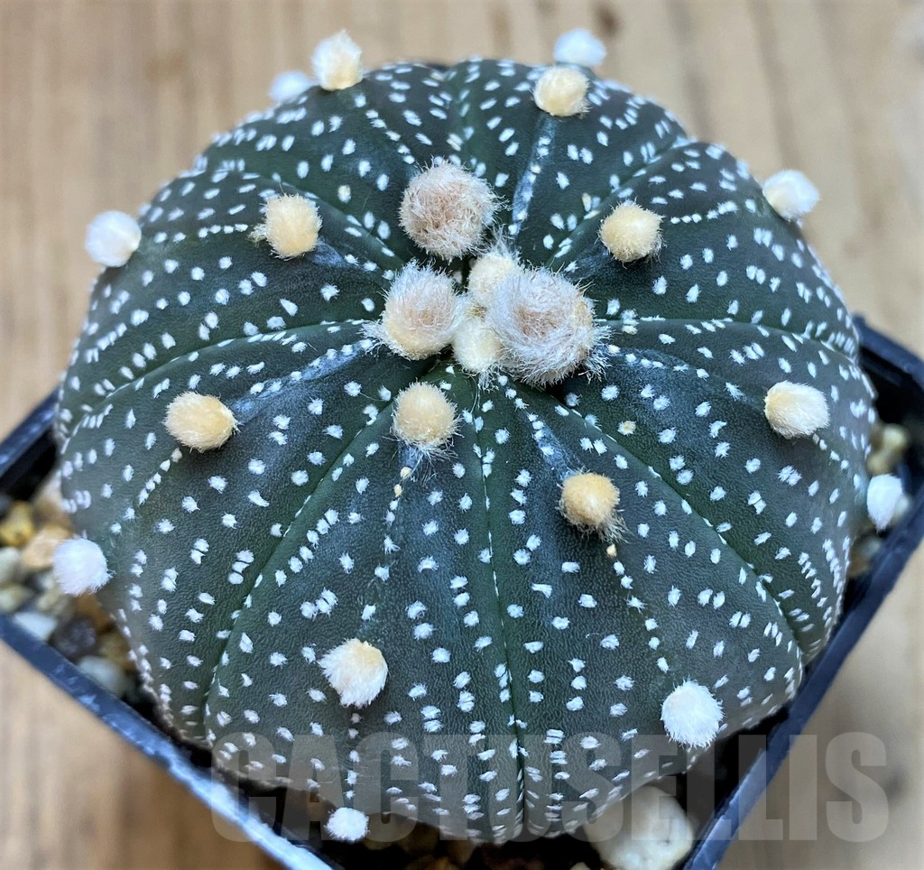 SH5126 Astrophytum asterias ‘Purple skin’ hybrid