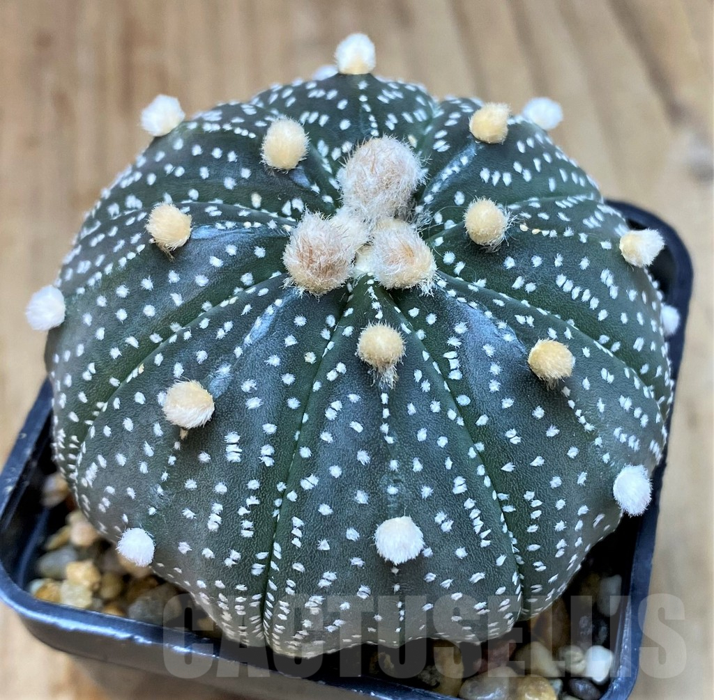 SH5126 Astrophytum asterias ‘Purple skin’ hybrid - immagine 2