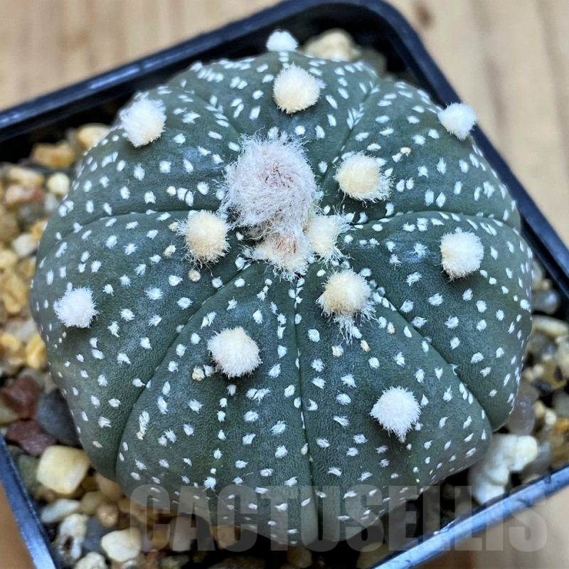 SH5127 Astrophytum asterias ‘Purple skin’