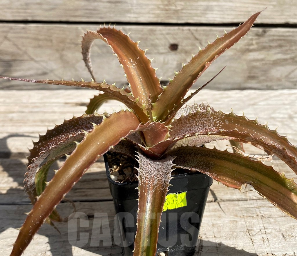 SH5626 Orthophytum 'Iron Ore' f. variegata