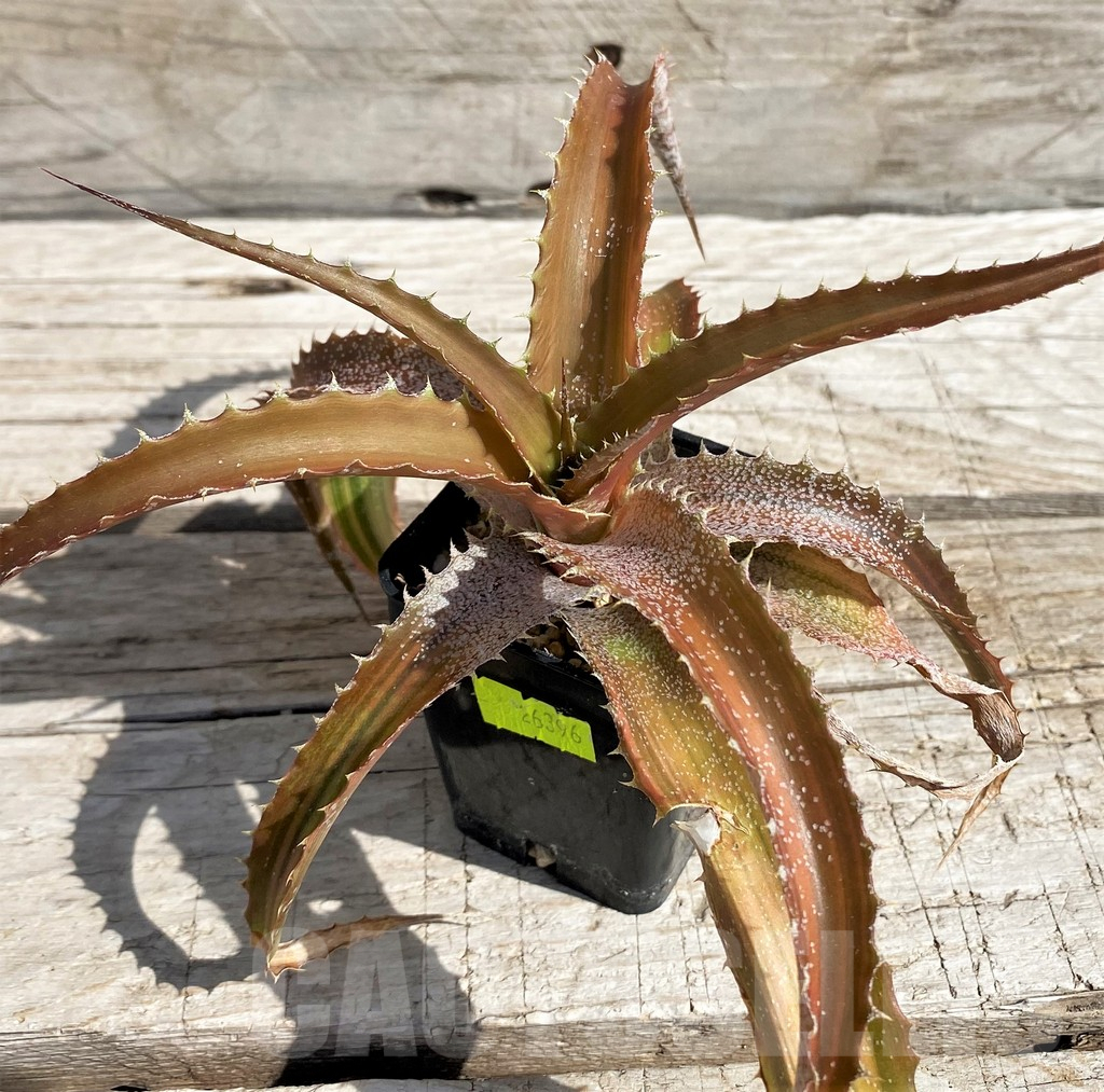 SH5626 Orthophytum 'Iron Ore' f. variegata – Bild 3