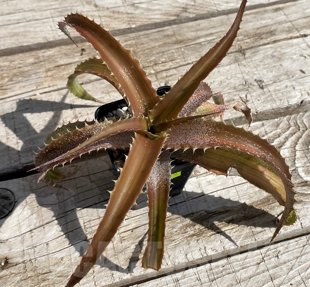 SH5626 Orthophytum 'Iron Ore' f. variegata – Bild 2
