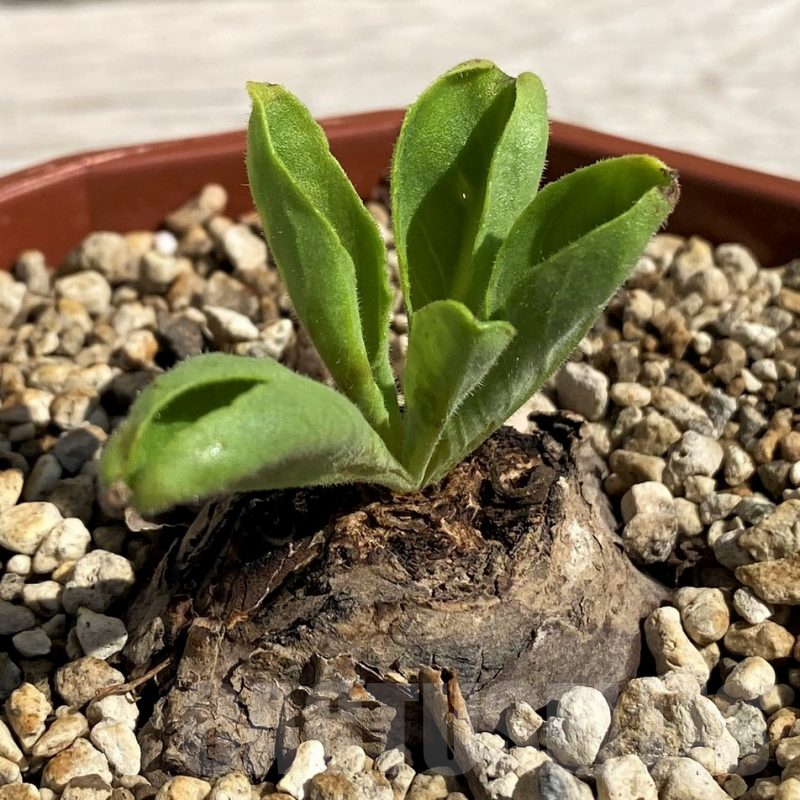 SH5655 Aeollanthus subacaulis light green