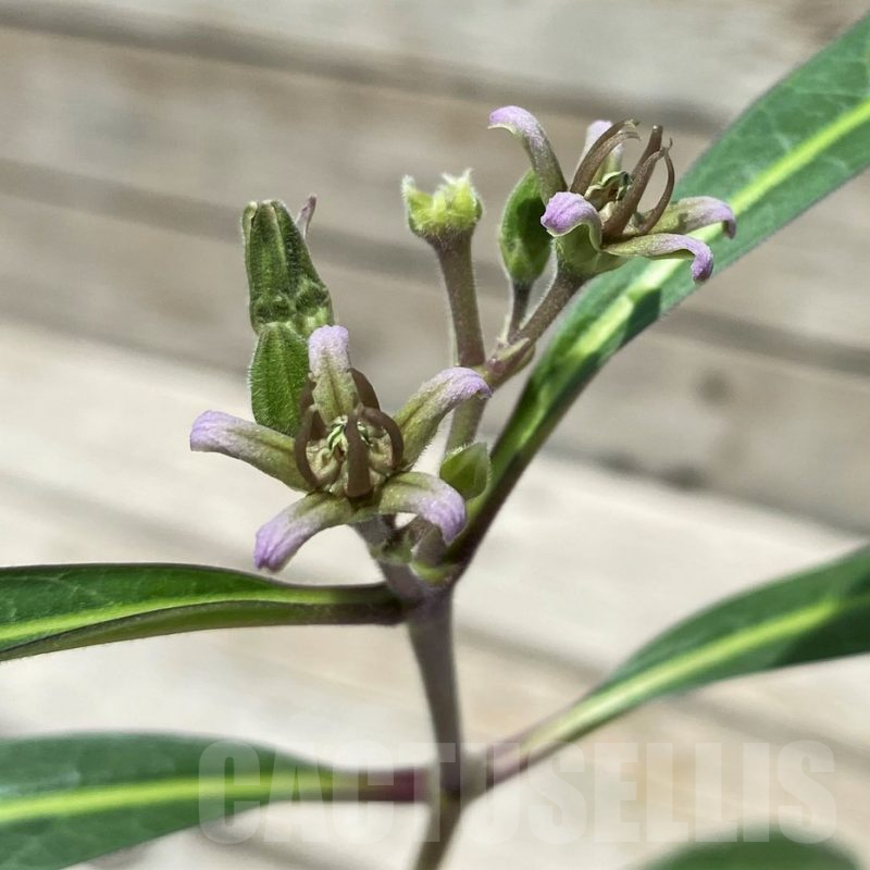 SH10391 Raphionacme aff. globosa