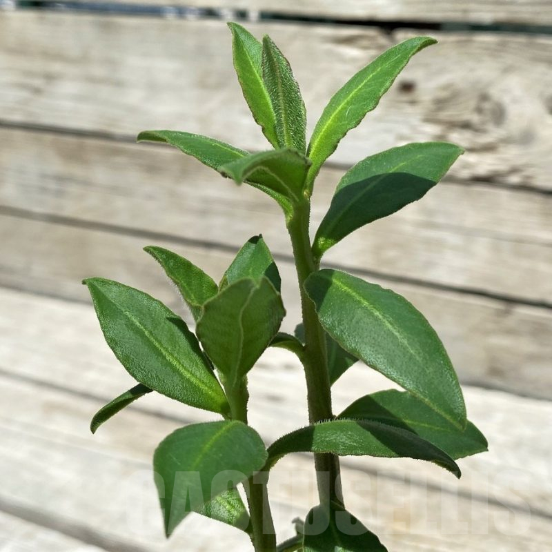 SH10393 Monadenium sp. nova aff. goetzei -Malawi-