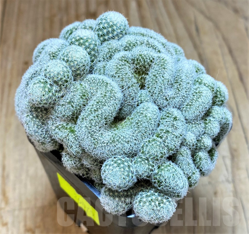 SHPR26879 Mammillaria geminispina f. cristata