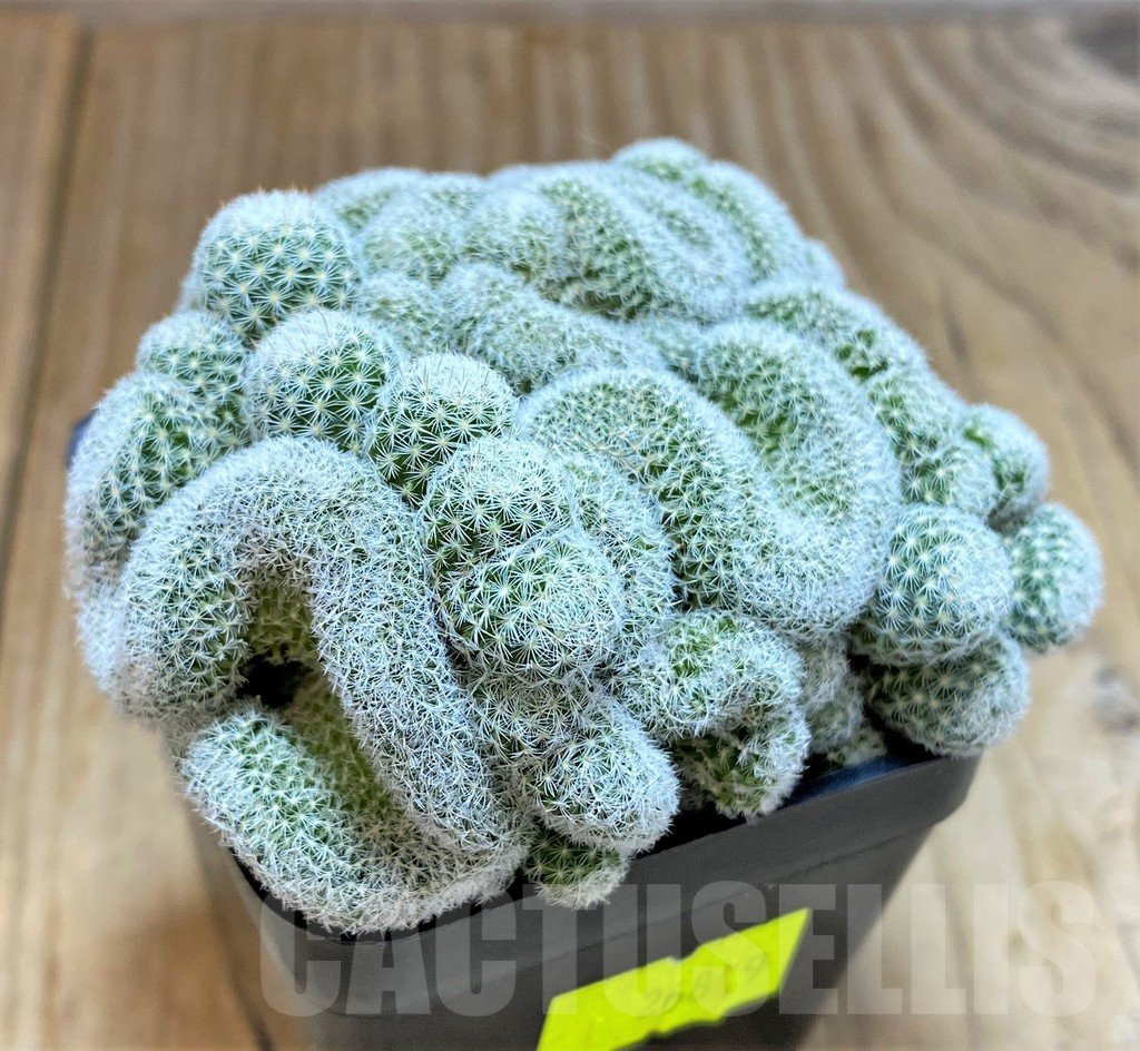 SHPR26879 Mammillaria geminispina f. cristata - Image 2