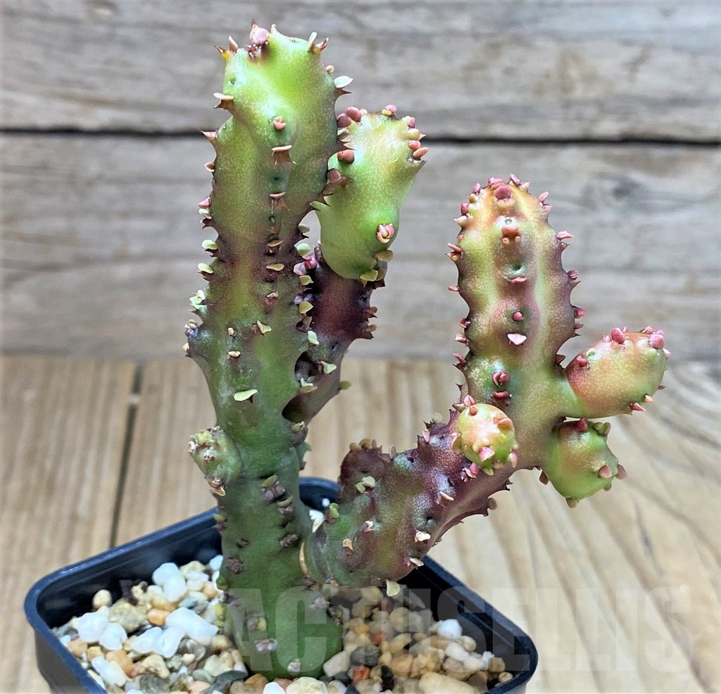 SHPR26372 Euphorbia lactea f. monstrose - immagine 2