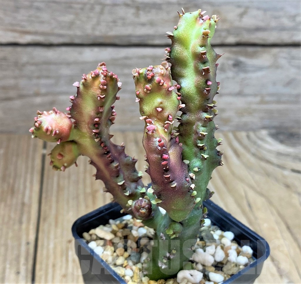 SHPR26372 Euphorbia lactea f. monstrose