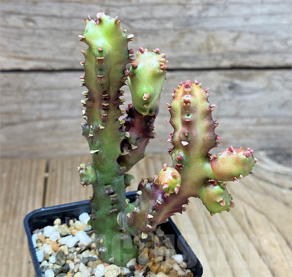 SHPR26372 Euphorbia lactea f. monstrose - immagine 3