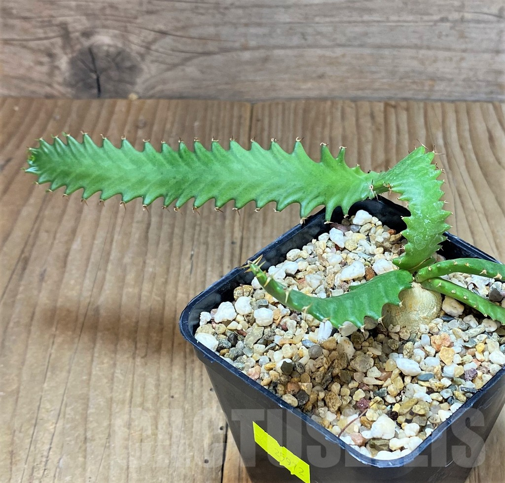 SHPR25972 Euphorbia stellata - Зображення 2