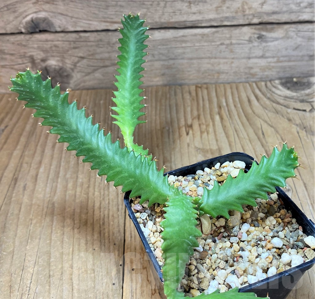 SHPR25972 Euphorbia stellata