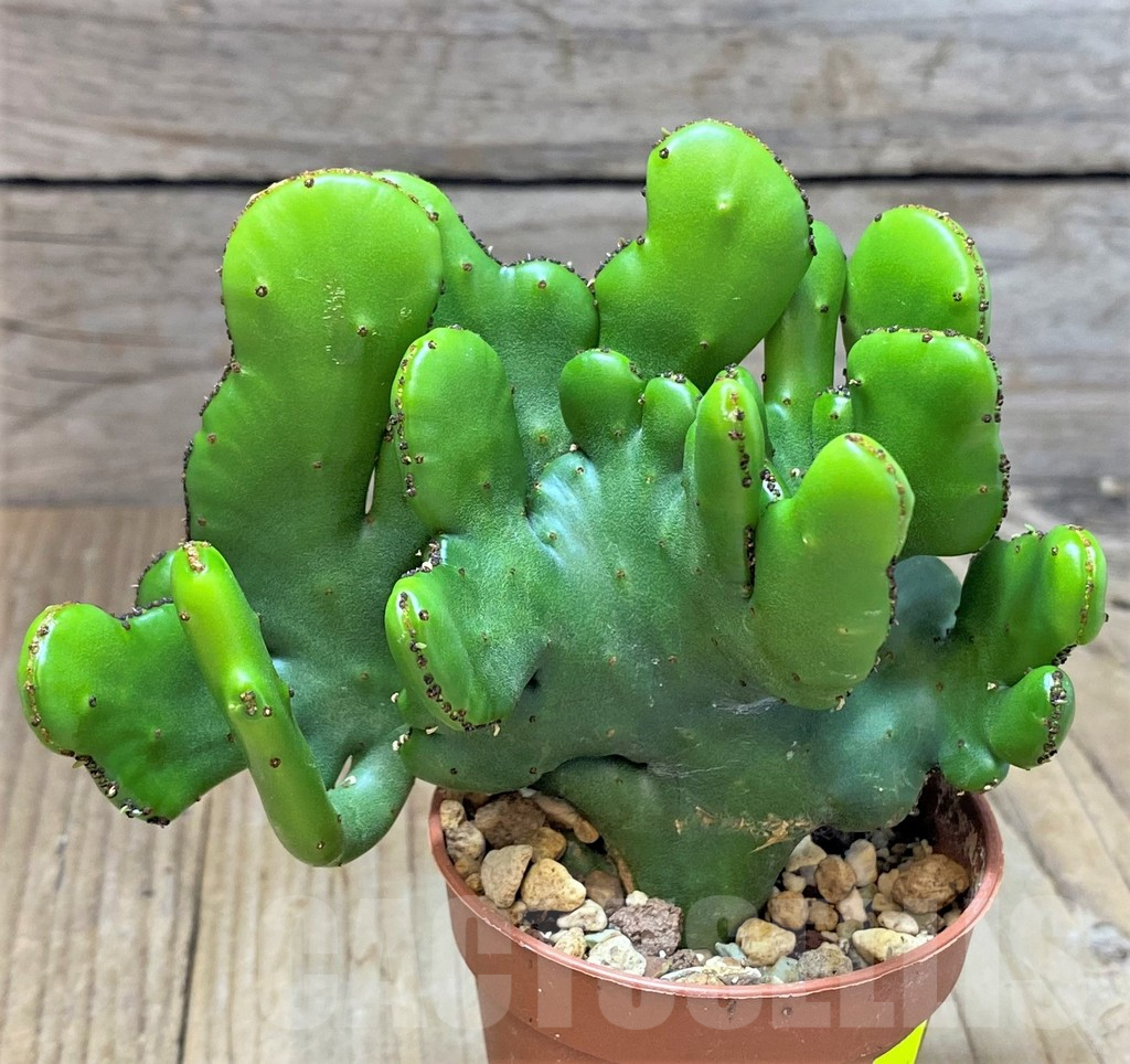 SHPR27194 Euphorbia leucodendron f. cristata - Image 2