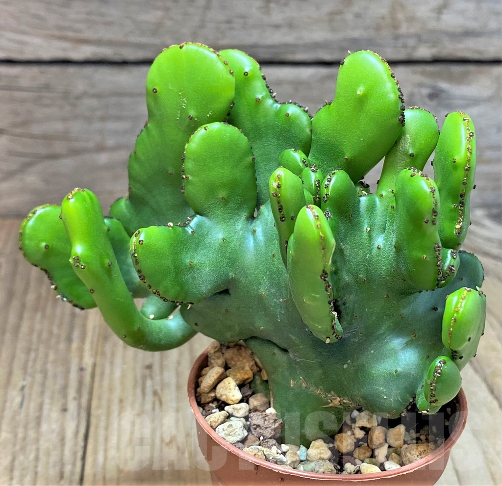 SHPR27194 Euphorbia leucodendron f. cristata