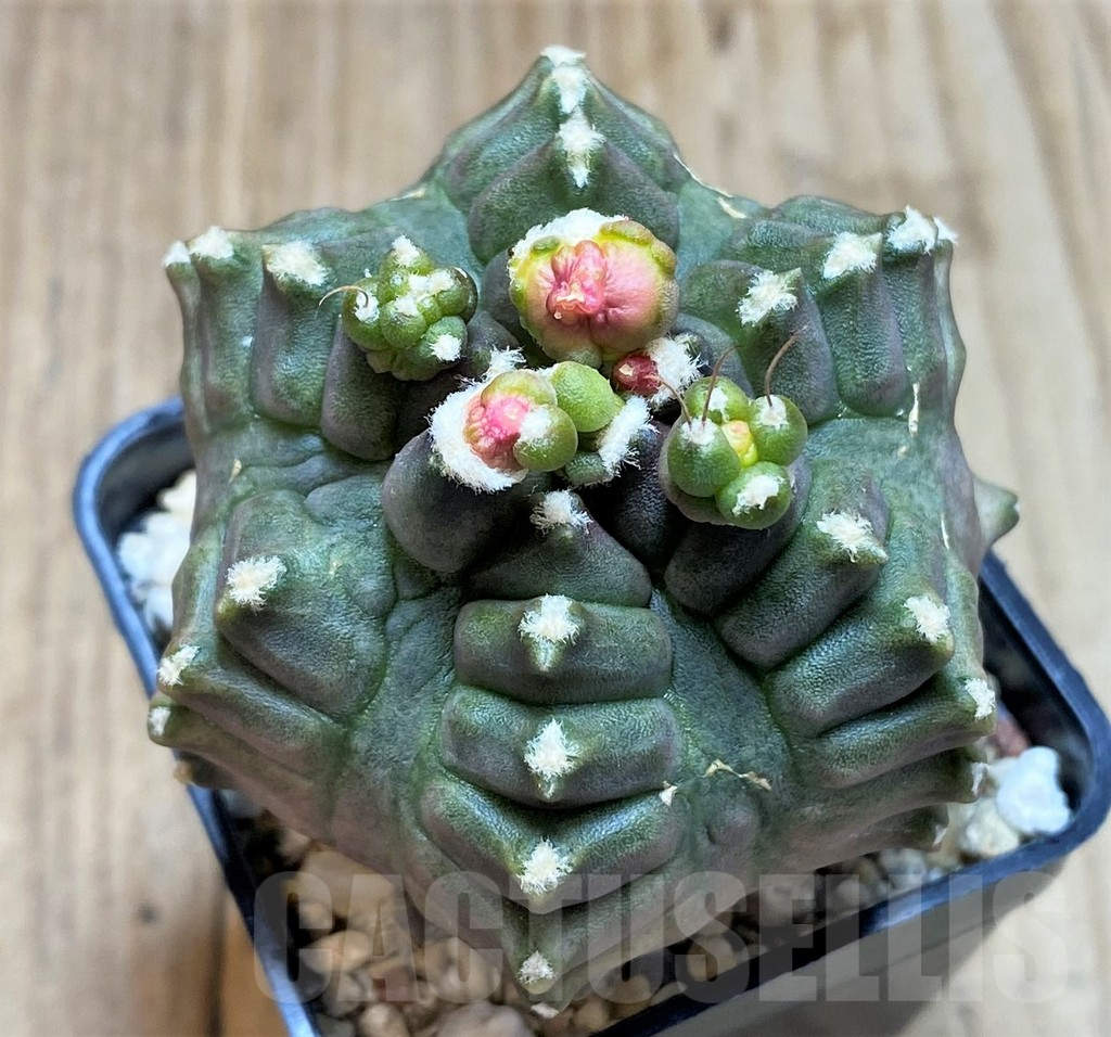 SHPR27505 Gymnocalycium mihanovichii ‘Transformer’ – Image 2