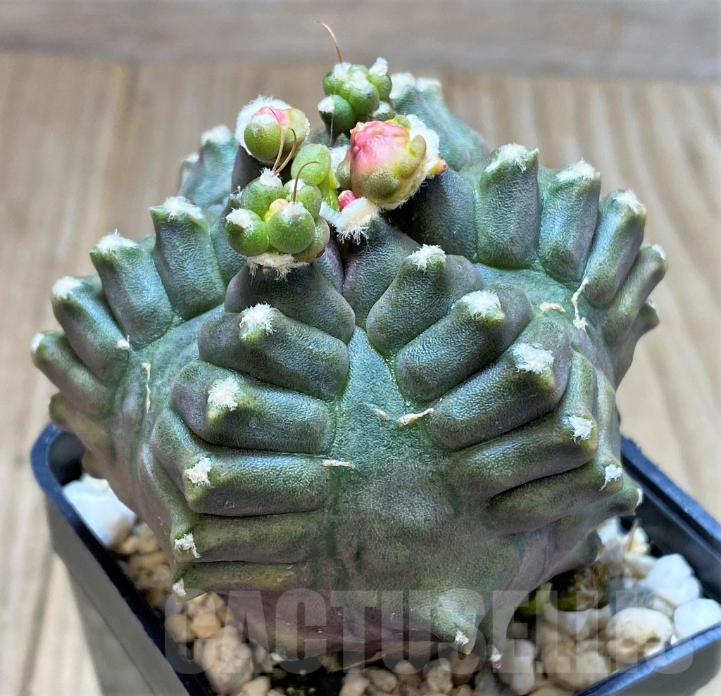 SHPR27505 Gymnocalycium mihanovichii ‘Transformer’