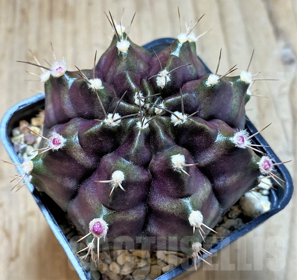 SHPR26756 Gymnocalycium mihanovichii ‘Black Green' - Image 2