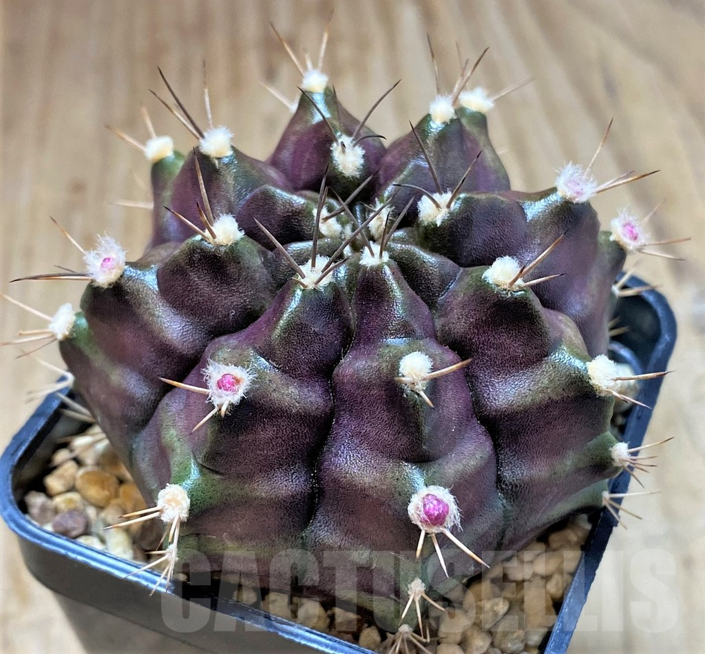 SHPR26756 Gymnocalycium mihanovichii ‘Black Green'