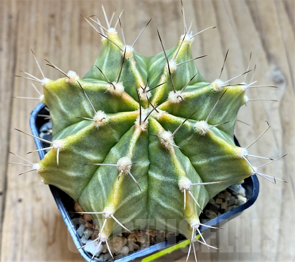 SHPR26763 Gymnocalycium mihanovichii 'Green Light'