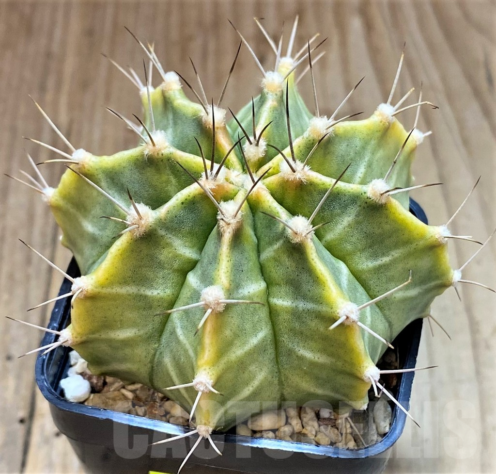 SHPR26763 Gymnocalycium mihanovichii 'Green Light' - Image 2