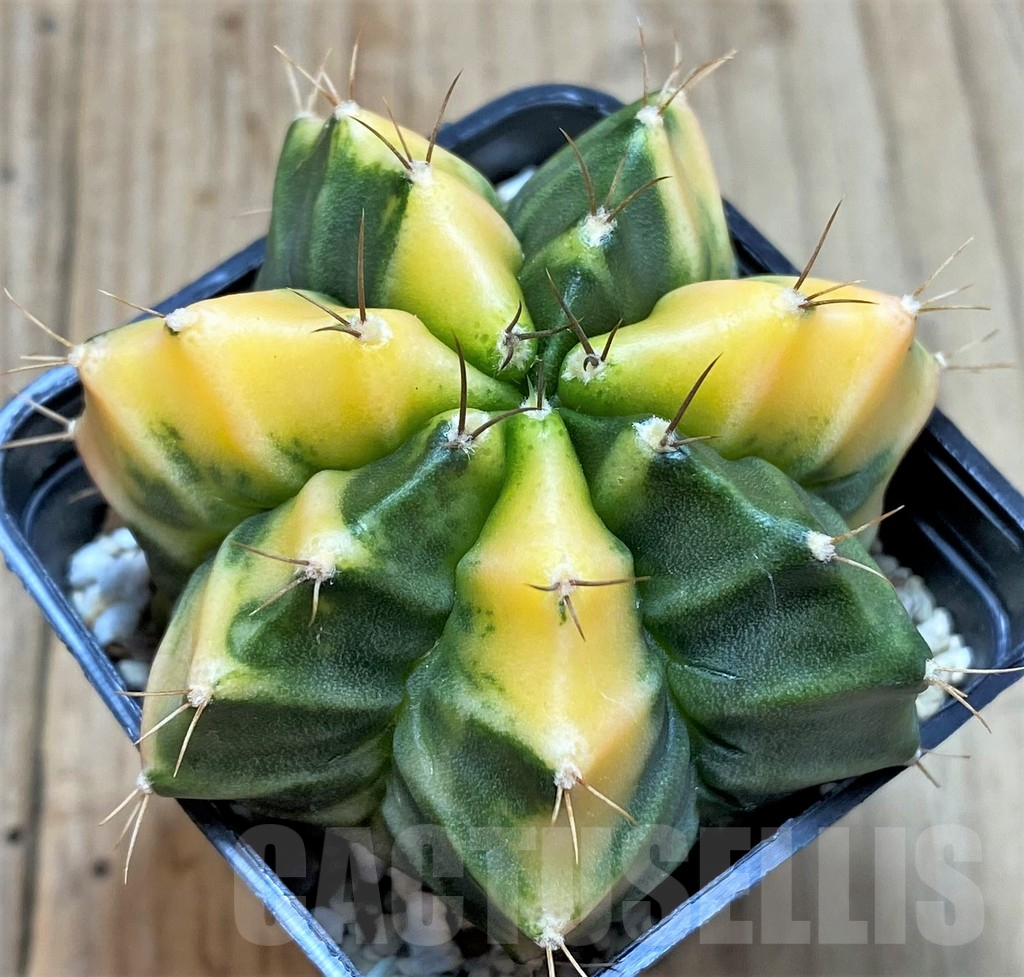 SHPR27488 Gymnocalycium mihanovichii ‘Orange Fukuryu’
