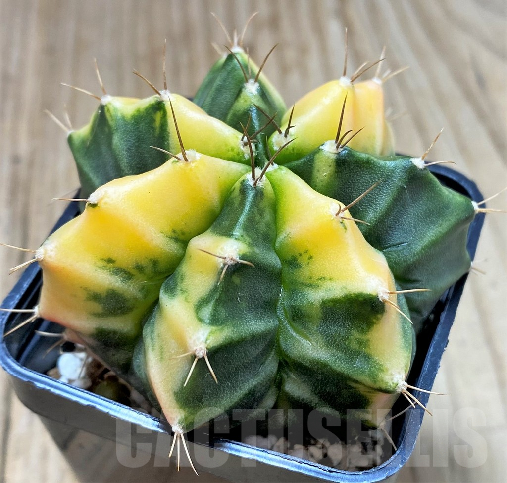 SHPR27488 Gymnocalycium mihanovichii ‘Orange Fukuryu’ – Image 2